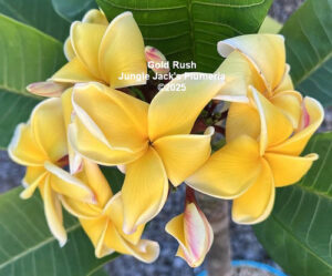 Gold Rush thumbnail