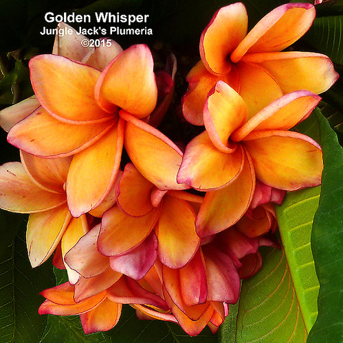 Golden Whisper plumeria photo