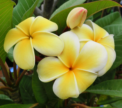 Jack’s Yellow Compact plumeria photo