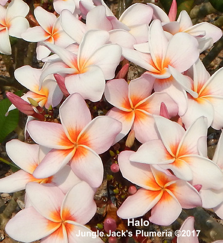 Halo plumeria photo