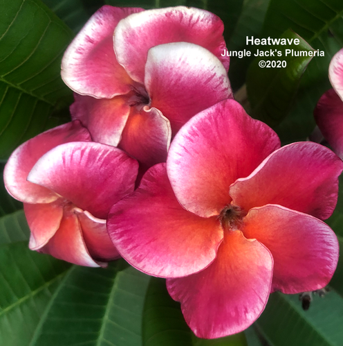 Heat Wave plumeria photo