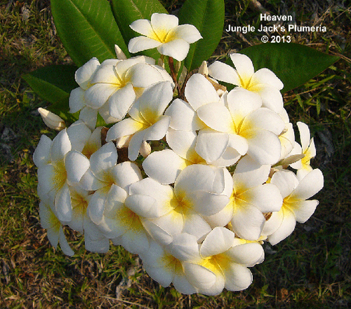 Heaven plumeria photo