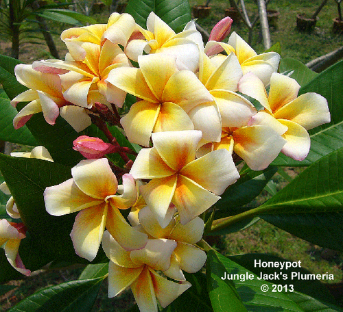 Honeypot plumeria photo