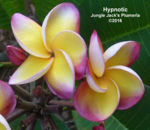 Hypnotic thumbnail