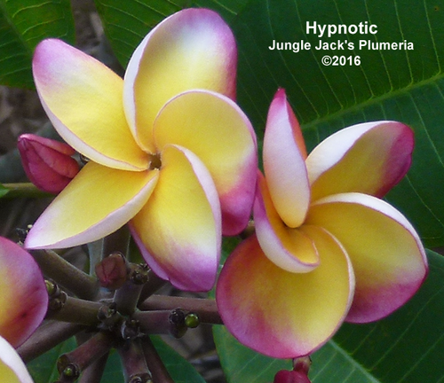 Hypnotic plumeria photo