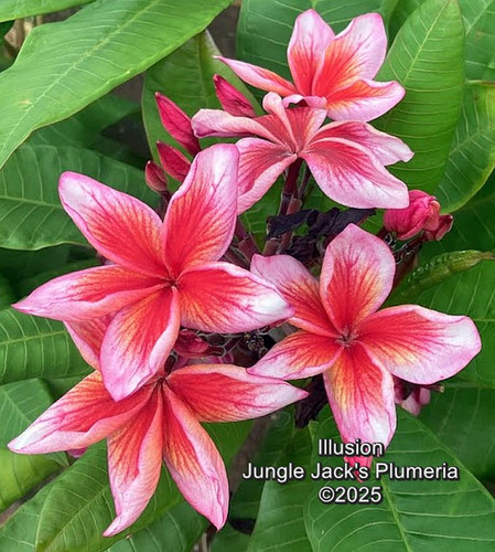 Illusion plumeria photo