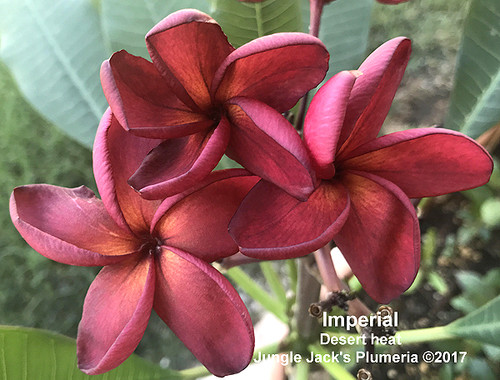 Imperial plumeria photo