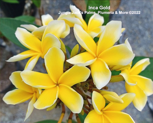 Inca Gold plumeria photo