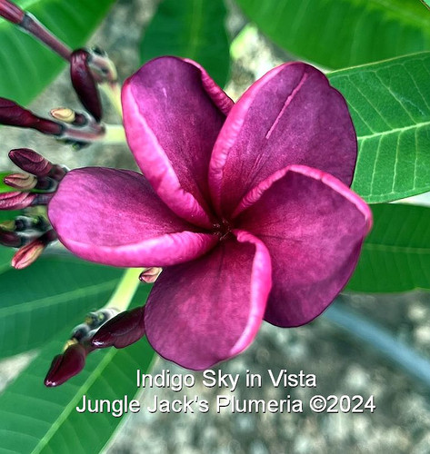 Indigo Sky plumeria photo