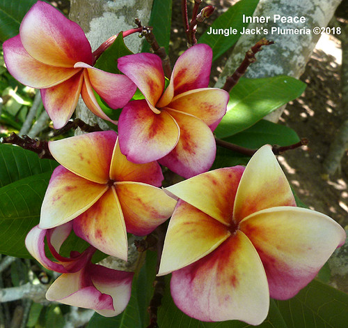Inner Peace plumeria photo