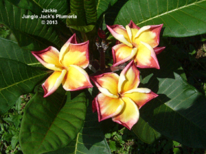 Jackie plumeria