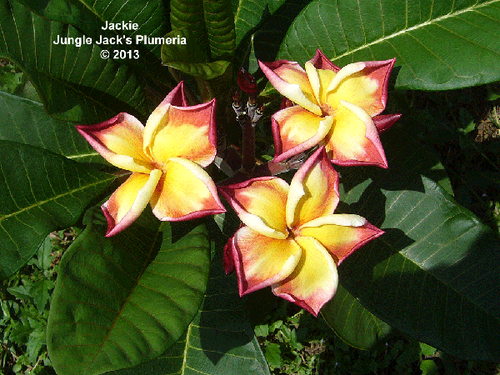Jackie plumeria photo