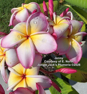 Jenny plumeria