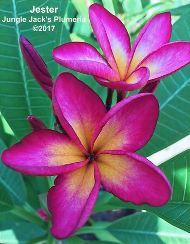 Jester plumeria photo