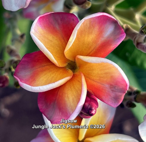 Jigsaw plumeria photo
