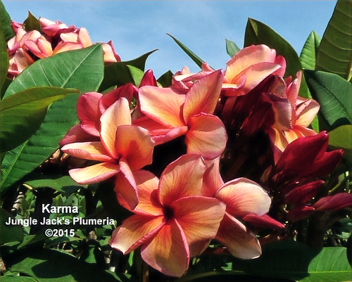 Karma plumeria photo