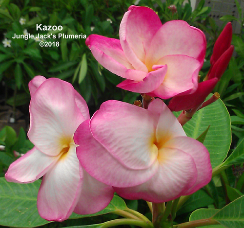 Kazoo plumeria photo