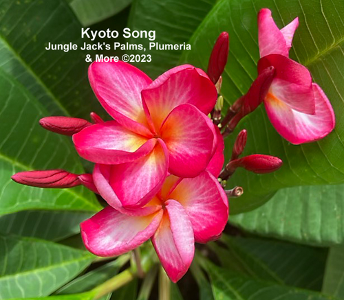 Kyoto Song plumeria photo