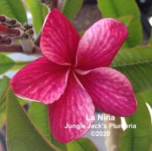 La Niña thumbnail