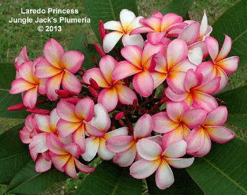 Laredo Princess plumeria photo