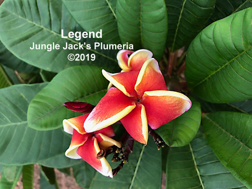 Legend plumeria photo