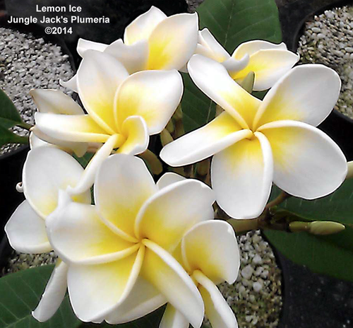 Lemon Ice plumeria photo