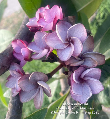 Lorien plumeria photo