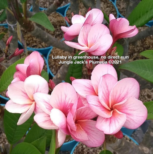 Lullaby plumeria photo