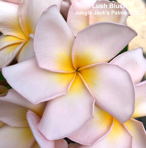 Lush plumeria photo