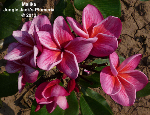 Malika plumeria photo