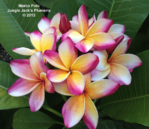 Marco Polo plumeria photo