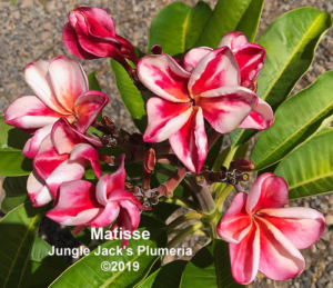 Matisse thumbnail
