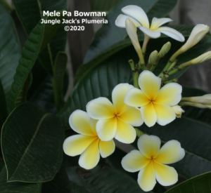 Mele Pa Bowman thumbnail
