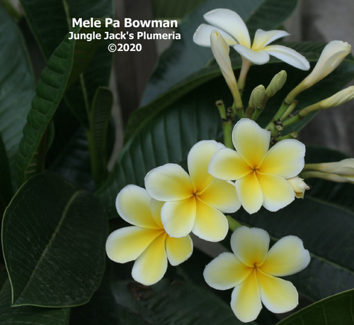 Mele Pa Bowman plumeria photo