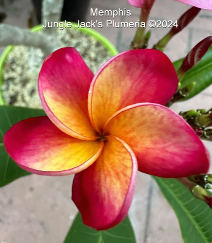 Memphis plumeria photo