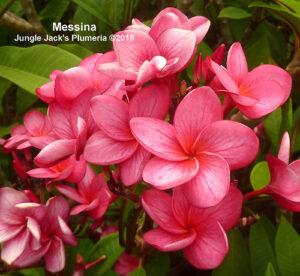 Messina thumbnail