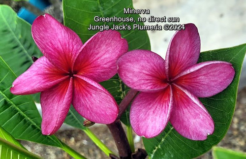Minerva plumeria photo