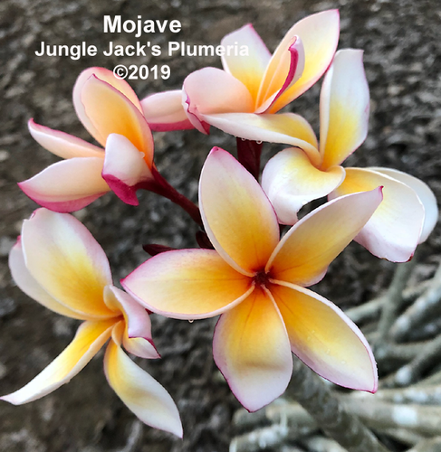 Mojave plumeria photo