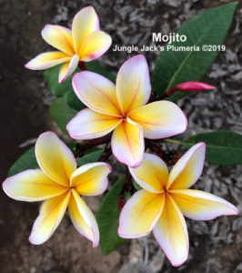 Mojito thumbnail