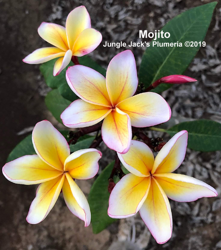 Mojito plumeria photo