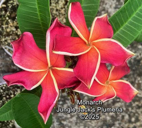 Monarch plumeria photo