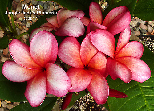 Monet plumeria photo