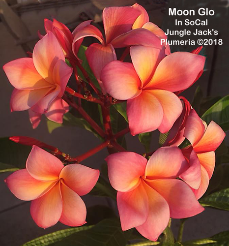 Moon Glow plumeria photo