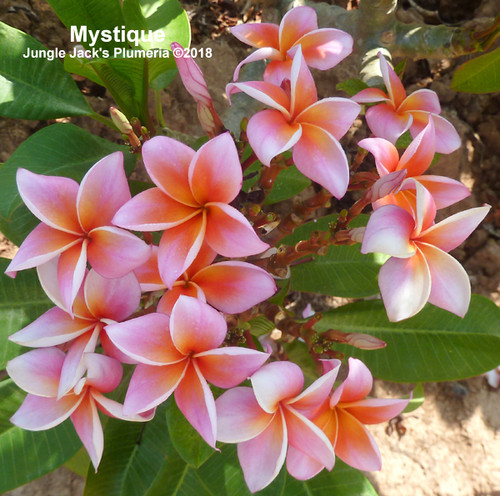 Mystique plumeria photo