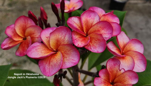Napoli plumeria photo