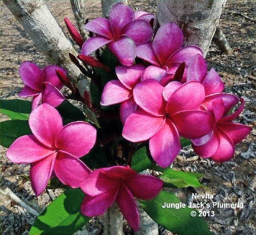 Nevita plumeria photo