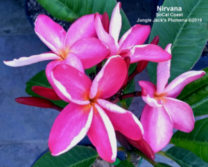 Nirvana plumeria