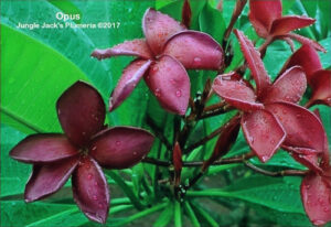 Opus thumbnail