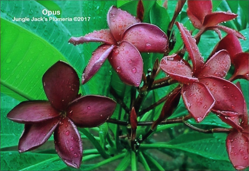 Opus plumeria photo