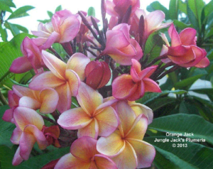 Orange Jack plumeria